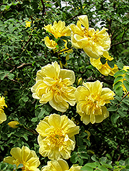 Williams' Double Yellow Rose (Rosa 'Williams' Double Yellow') at Stonegate Gardens