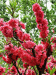 Late Red Flowering Peach (Prunus persica 'Late Red') at Stonegate Gardens