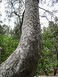 Lacebark Pine (Pinus bungeana) at Stonegate Gardens