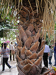 Desert Fan Palm (Washingtonia filifera) at Stonegate Gardens