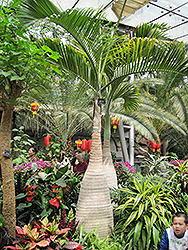 Bottle Palm (Hyophorbe lagenicaulis) at Stonegate Gardens