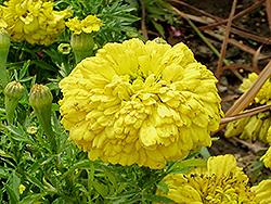 French Marigold (Tagetes patula) at Stonegate Gardens