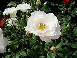 White Simplicity Rose (Rosa 'White Simplicity') at Stonegate Gardens