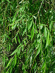 Weeping Hankow Willow (Salix matsudana 'Pendula') at Stonegate Gardens