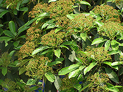 Chinese Photinia (Photinia serrulata) at Stonegate Gardens
