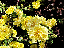 Flore Pleno Rose (Rosa hugonis 'Flore Pleno') at Stonegate Gardens