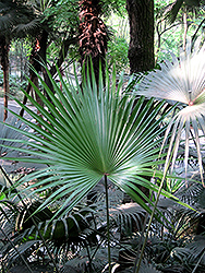 Chinese Fan Palm (Livistona chinensis) at Stonegate Gardens