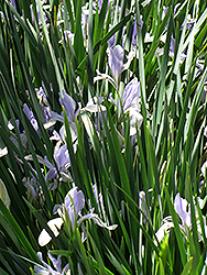 Pallas Chinese Iris (Iris lactea 'Pallas') at A Very Successful Garden Center