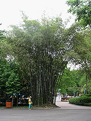 Ghost Bamboo (Dendrocalamus minor 'Amoenus') at Stonegate Gardens