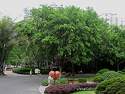 Weeping Fig (Ficus benjamina) at Stonegate Gardens