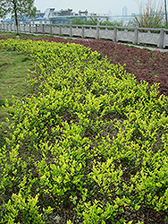 Tricolor Glossy Privet (Ligustrum lucidum 'Tricolor') at Stonegate Gardens