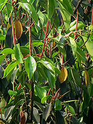 Indian Laurel Fig (Ficus microcarpa) at Stonegate Gardens