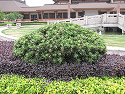 Shrubby Podocarpus (Podocarpus macrophyllus 'Maki') at Lakeshore Garden Centres