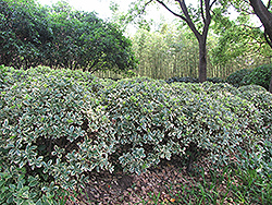 Silver King Euonymus (Euonymus japonicus 'Silver King') at Stonegate Gardens