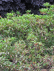 Formosa Azalea (Rhododendron simsii) at Stonegate Gardens