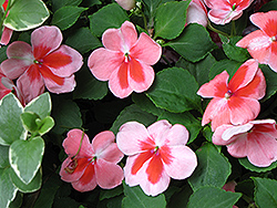 Patchwork Pink Shades Impatiens (Impatiens 'Balpapinade') at Stonegate Gardens