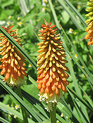 Peaches And Cream Torchlily (Kniphofia 'Peaches And Cream') at Stonegate Gardens