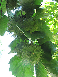 Turkish Hazelnut (Corylus colurna) at Stonegate Gardens