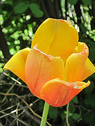 Oxford Elite Tulip (Tulipa 'Oxford Elite') at Stonegate Gardens