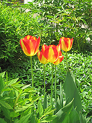 Antoinette Tulip (Tulipa 'Antoinette') at Stonegate Gardens