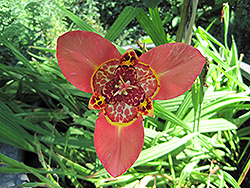 Rossa Tiger Flower (Tigridia pavonia 'Rossa') at Stonegate Gardens