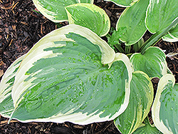 Band of Gold Hosta (Hosta 'Band of Gold') at Stonegate Gardens