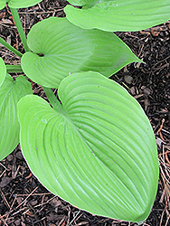 Sum and Substance Hosta (Hosta 'Sum and Substance') at Stonegate Gardens