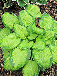 Stained Glass Hosta (Hosta 'Stained Glass') at Stonegate Gardens