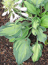 Lakeside Paisley Print Hosta (Hosta 'Lakeside Paisley Print') at Lakeshore Garden Centres
