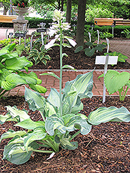 Lakeside Paisley Print Hosta (Hosta 'Lakeside Paisley Print') at Lakeshore Garden Centres