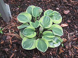 Frosted Mouse Ears Hosta (Hosta 'Frosted Mouse Ears') at Stonegate Gardens