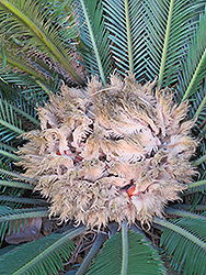 Japanese Sago Palm (Cycas revoluta) at Stonegate Gardens