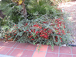 Watereri Firethorn (Pyracantha 'Watereri') at Stonegate Gardens