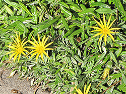 Mitsuwa Yellow Gazania (Gazania 'Mitsuwa Yellow') at Stonegate Gardens