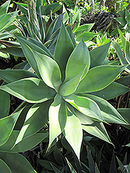 Boutin Blue Foxtail Agave (Agave attenuata 'Boutin Blue') at Stonegate Gardens