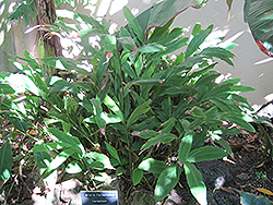 Cardamom (Elettaria cardamomum) at Stonegate Gardens