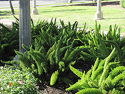 Cape Morgan Foxtail Fern (Asparagus densiflorus 'Cape Morgan') at Stonegate Gardens