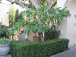 Ecuador Pink Angel's Trumpet (Brugmansia 'Ecuador Pink') at Stonegate Gardens