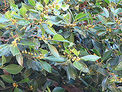 Yellow Fruited English Holly (Ilex aquifolium 'Bacciflava') at Stonegate Gardens