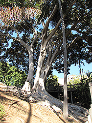 Lord Howe Island Banyan (Ficus macrophylla 'Columnaris') at A Very Successful Garden Center