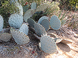 Engelmann's Prickly Pear Cactus (Opuntia engelmannii) at Stonegate Gardens