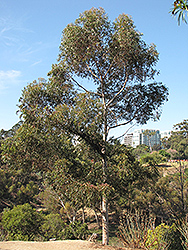 Narrow-Leaved Peppermint (Eucalyptus radiata) at Stonegate Gardens