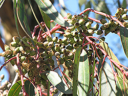 Narrow-Leaved Peppermint (Eucalyptus radiata) at Stonegate Gardens