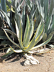 Variegated Century Plant (Agave americana 'Marginata') at Stonegate Gardens
