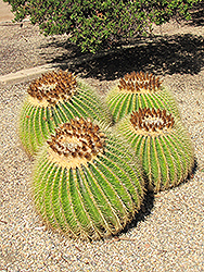 Golden Barrel Cactus (Echinocactus grusonii) at A Very Successful Garden Center