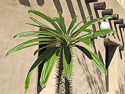 Madagascar Palm (Pachypodium lamerei) at Stonegate Gardens