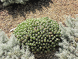 Moroccan Mound (Euphorbia resinifera) at Stonegate Gardens