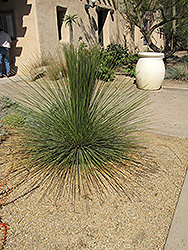 Mexican Grass Tree (Dasylirion longissimum) at Stonegate Gardens