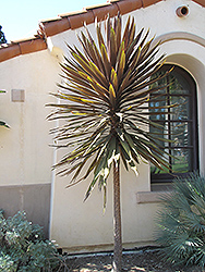 Purpurea Grass Palm (tree form) (Cordyline australis 'Purpurea (tree form)') at Stonegate Gardens