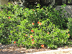 Mrs. Jimmy Spangler Hibiscus (Hibiscus rosa-sinensis 'Mrs. Jimmy Spangler') at Stonegate Gardens